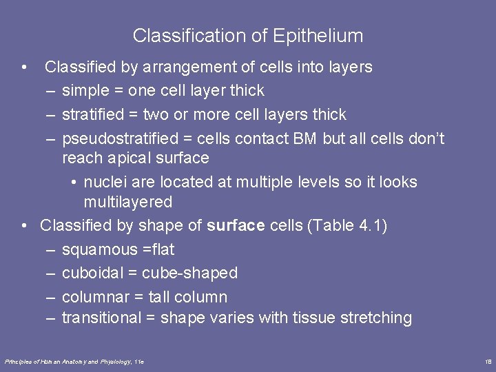 Classification of Epithelium • Classified by arrangement of cells into layers – simple =