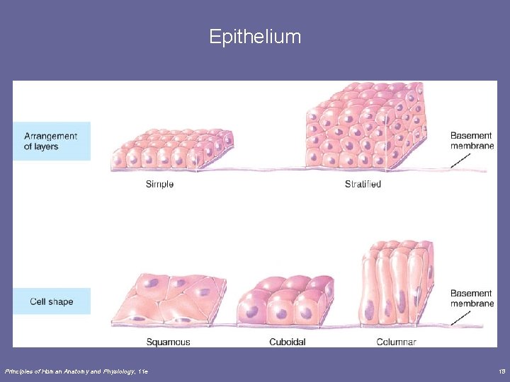 Epithelium Principles of Human Anatomy and Physiology, 11 e 19 