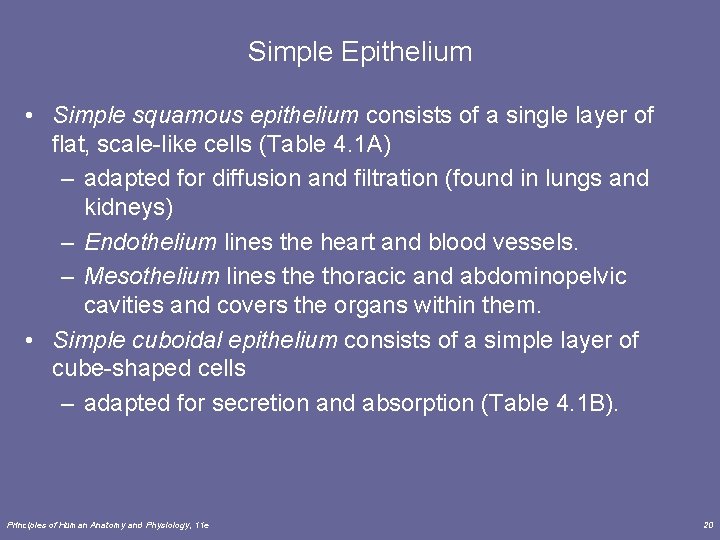 Simple Epithelium • Simple squamous epithelium consists of a single layer of flat, scale-like