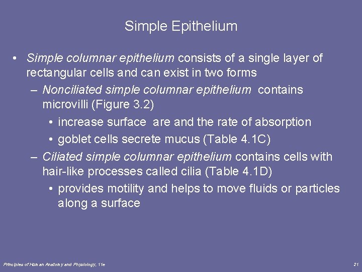 Simple Epithelium • Simple columnar epithelium consists of a single layer of rectangular cells