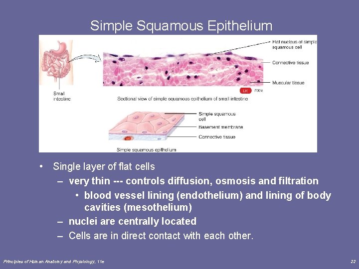 Simple Squamous Epithelium • Single layer of flat cells – very thin --- controls