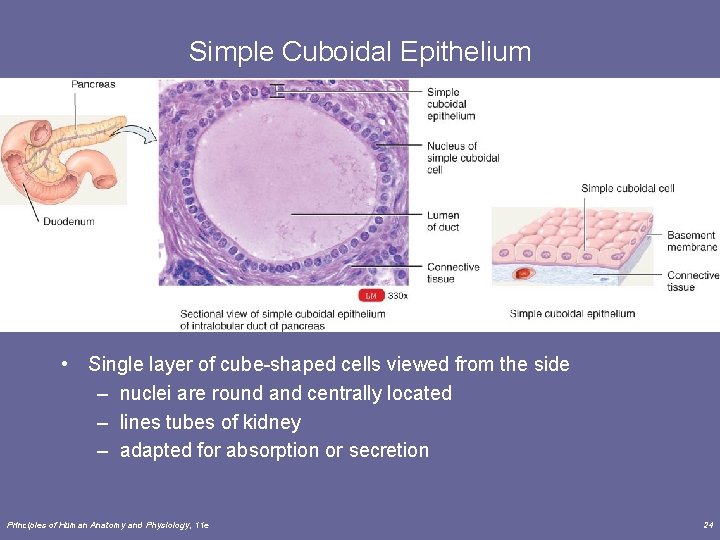 Simple Cuboidal Epithelium • Single layer of cube-shaped cells viewed from the side –