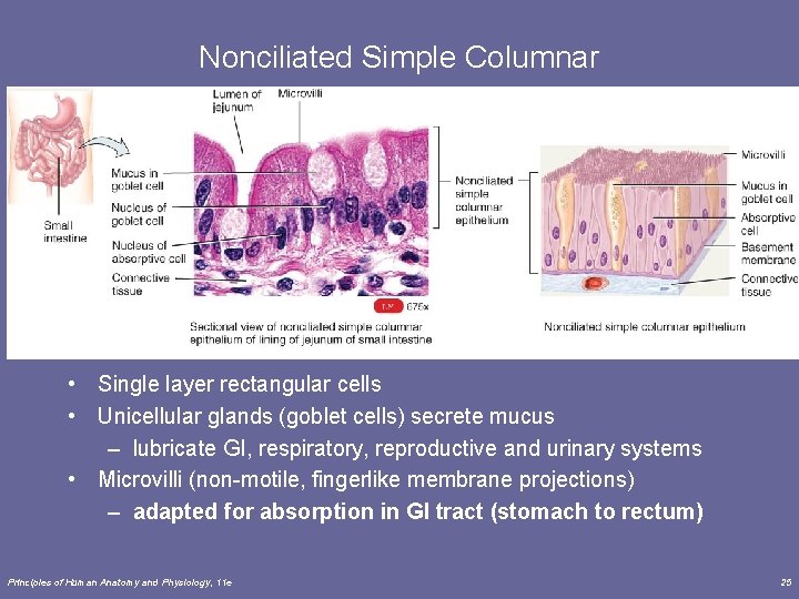 Nonciliated Simple Columnar • Single layer rectangular cells • Unicellular glands (goblet cells) secrete