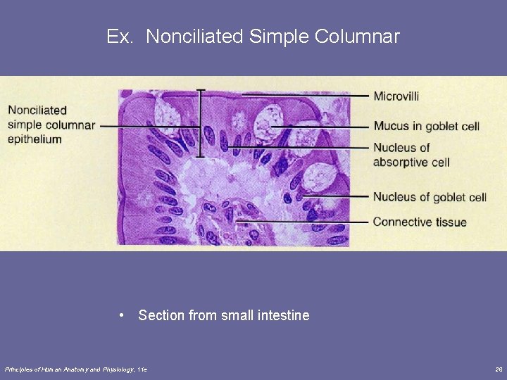 Ex. Nonciliated Simple Columnar • Section from small intestine Principles of Human Anatomy and