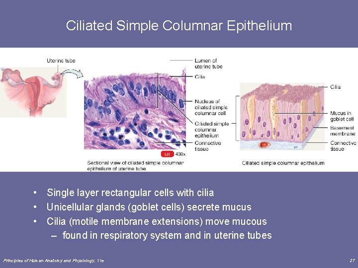 Ciliated Simple Columnar Epithelium • Single layer rectangular cells with cilia • Unicellular glands