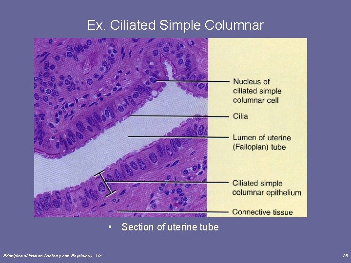 Ex. Ciliated Simple Columnar • Section of uterine tube Principles of Human Anatomy and