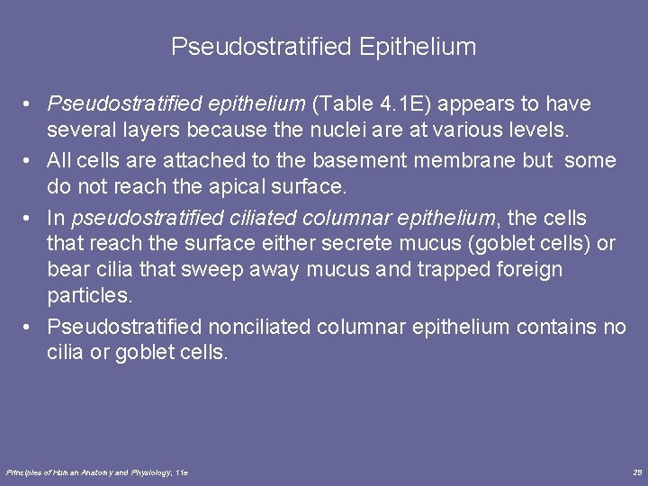 Pseudostratified Epithelium • Pseudostratified epithelium (Table 4. 1 E) appears to have several layers