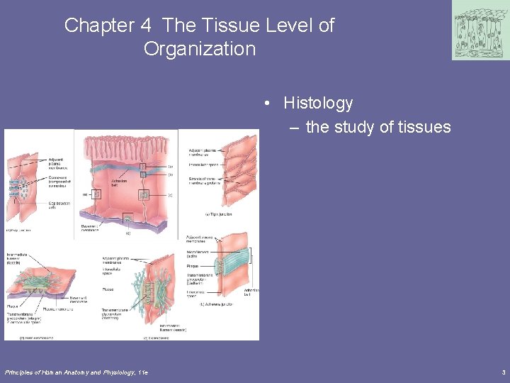 Chapter 4 The Tissue Level of Organization • Histology – the study of tissues