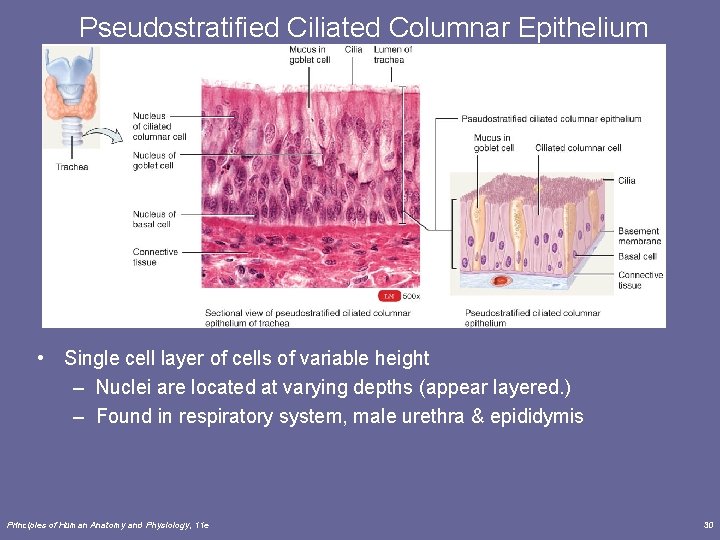 Pseudostratified Ciliated Columnar Epithelium • Single cell layer of cells of variable height –