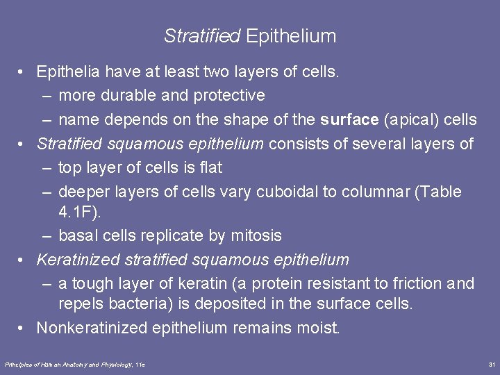 Stratified Epithelium • Epithelia have at least two layers of cells. – more durable