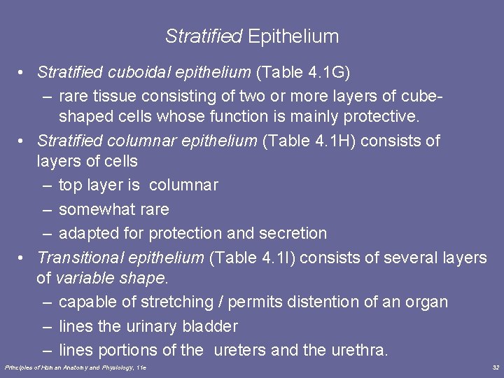 Stratified Epithelium • Stratified cuboidal epithelium (Table 4. 1 G) – rare tissue consisting