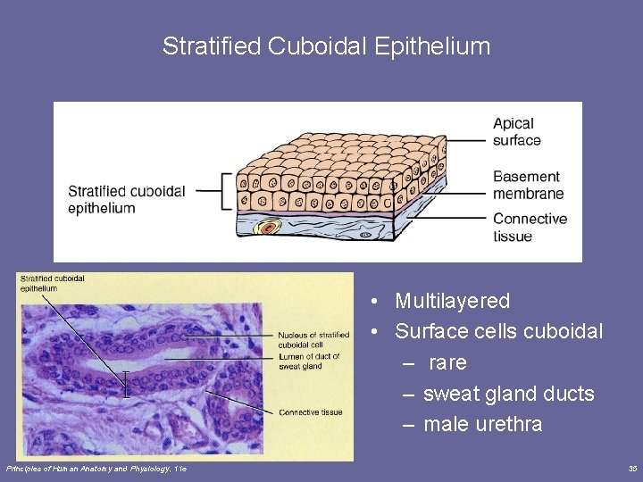 Stratified Cuboidal Epithelium • Multilayered • Surface cells cuboidal – rare – sweat gland