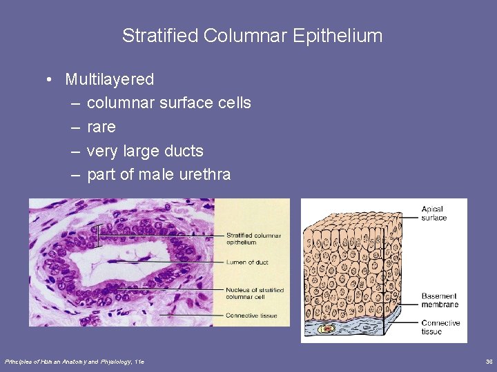 Stratified Columnar Epithelium • Multilayered – columnar surface cells – rare – very large