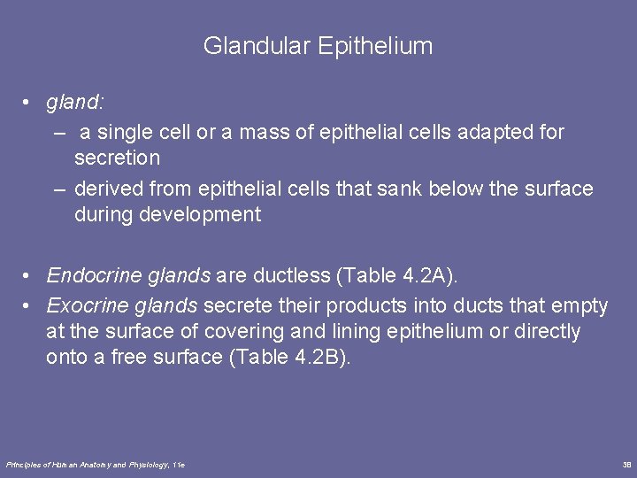 Glandular Epithelium • gland: – a single cell or a mass of epithelial cells