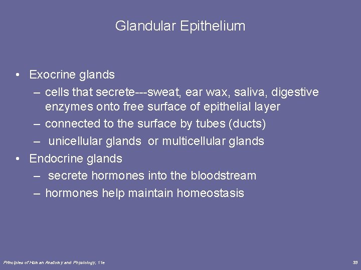 Glandular Epithelium • Exocrine glands – cells that secrete---sweat, ear wax, saliva, digestive enzymes