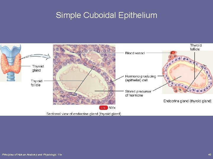 Simple Cuboidal Epithelium Principles of Human Anatomy and Physiology, 11 e 40 