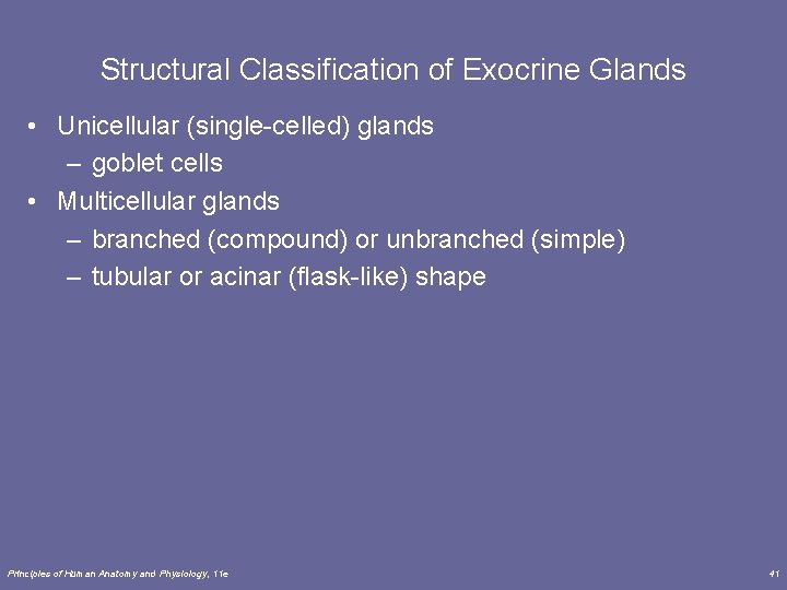 Structural Classification of Exocrine Glands • Unicellular (single-celled) glands – goblet cells • Multicellular