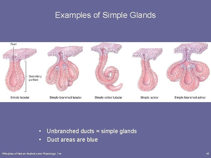 Examples of Simple Glands • Unbranched ducts = simple glands • Duct areas are