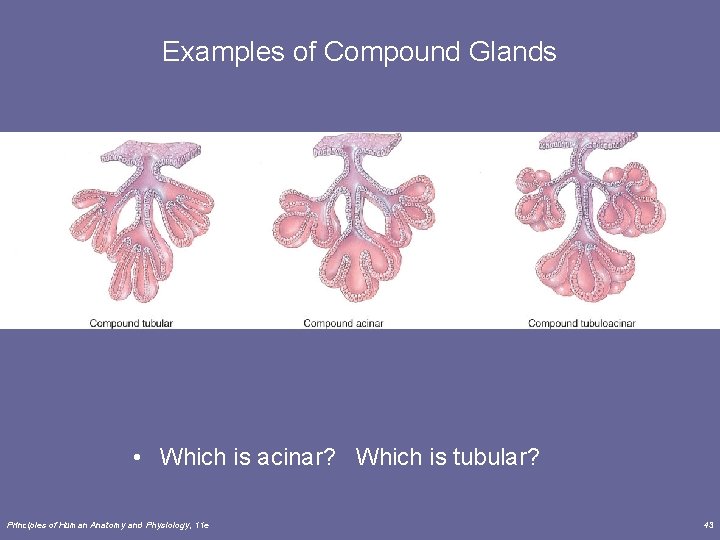 Examples of Compound Glands • Which is acinar? Which is tubular? Principles of Human