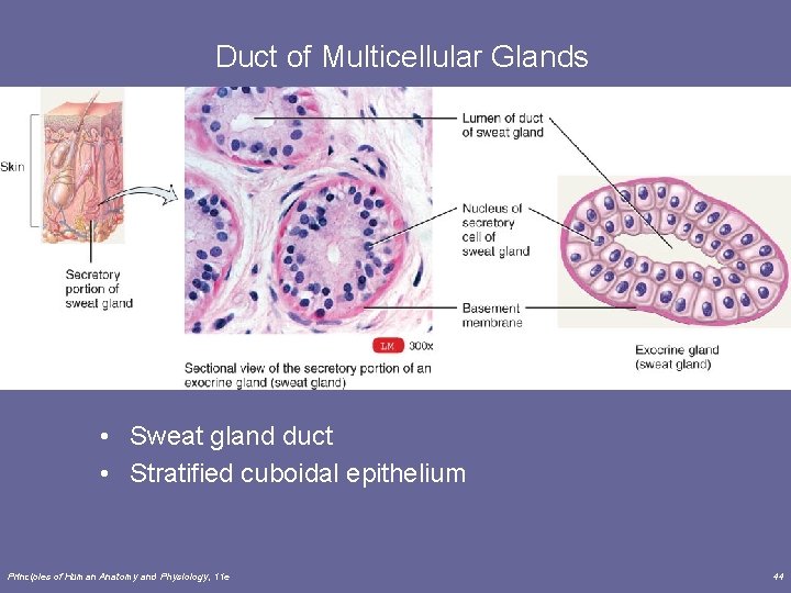 Duct of Multicellular Glands • Sweat gland duct • Stratified cuboidal epithelium Principles of
