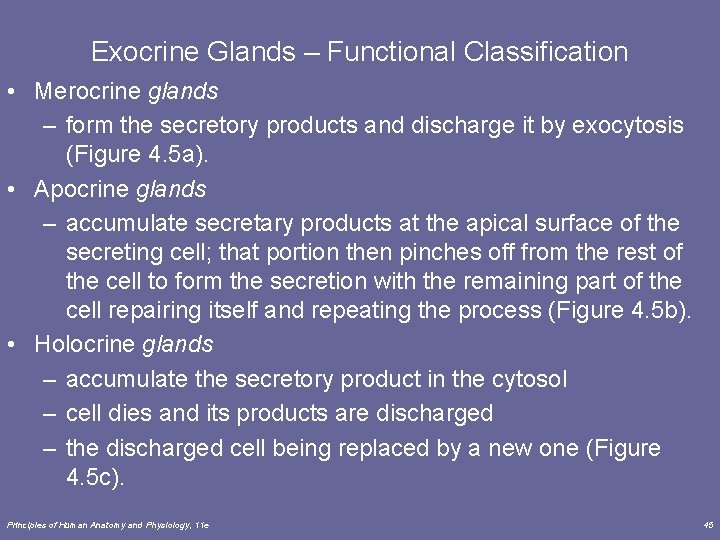 Exocrine Glands – Functional Classification • Merocrine glands – form the secretory products and