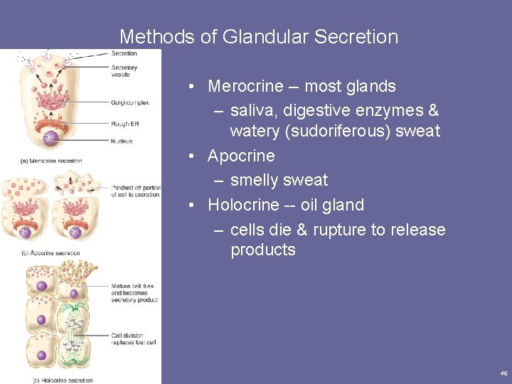 Methods of Glandular Secretion • Merocrine -- most glands – saliva, digestive enzymes &