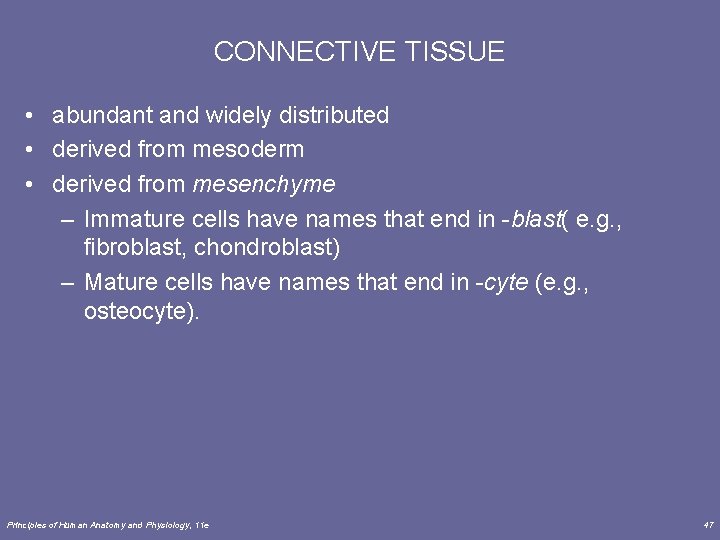 CONNECTIVE TISSUE • abundant and widely distributed • derived from mesoderm • derived from
