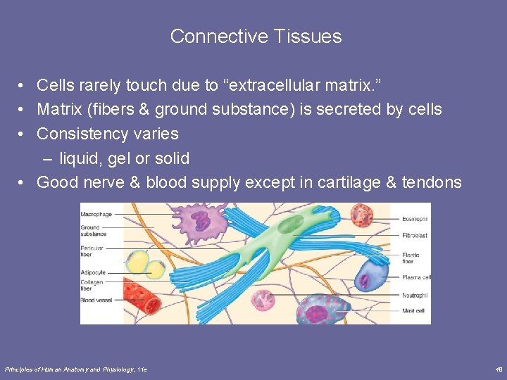 Connective Tissues • Cells rarely touch due to “extracellular matrix. ” • Matrix (fibers