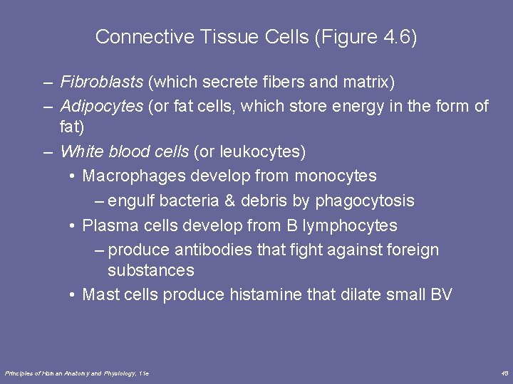 Connective Tissue Cells (Figure 4. 6) – Fibroblasts (which secrete fibers and matrix) –