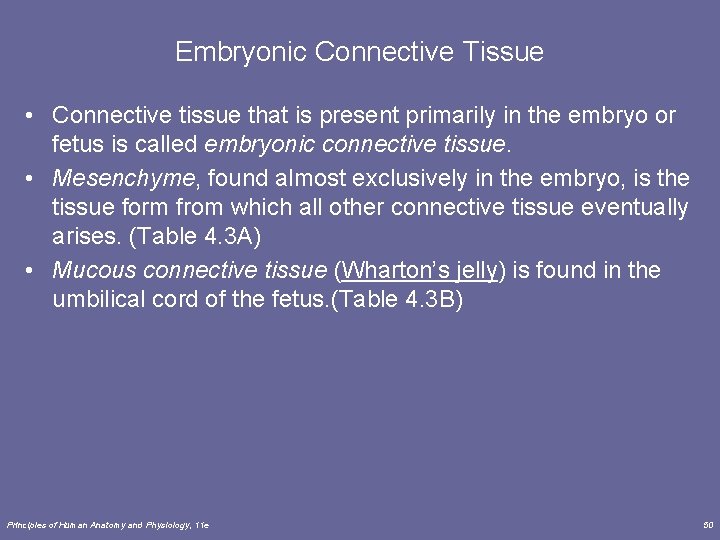Embryonic Connective Tissue • Connective tissue that is present primarily in the embryo or