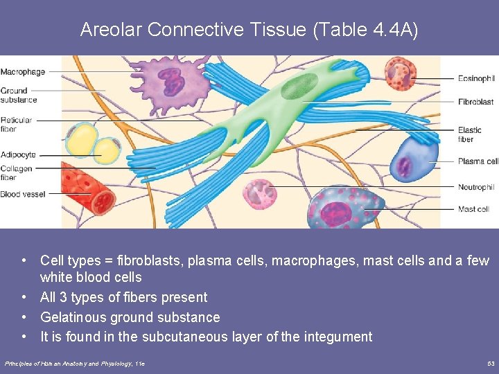 Areolar Connective Tissue (Table 4. 4 A) • Cell types = fibroblasts, plasma cells,