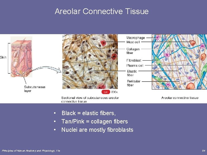 Areolar Connective Tissue • Black = elastic fibers, • Tan/Pink = collagen fibers •