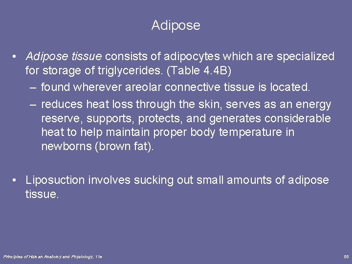 Adipose • Adipose tissue consists of adipocytes which are specialized for storage of triglycerides.