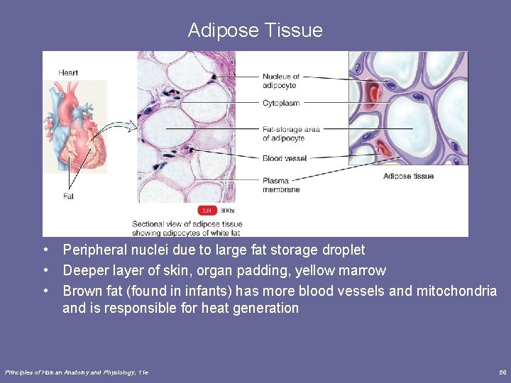 Adipose Tissue • Peripheral nuclei due to large fat storage droplet • Deeper layer