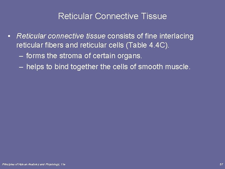 Reticular Connective Tissue • Reticular connective tissue consists of fine interlacing reticular fibers and