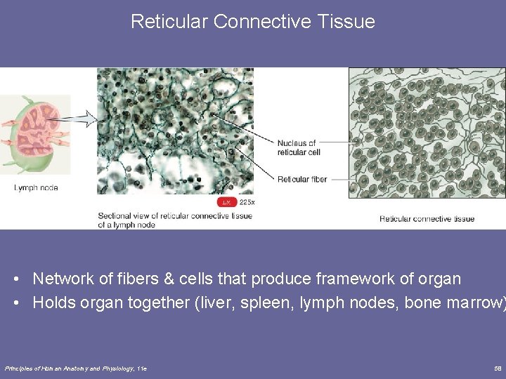 Reticular Connective Tissue • Network of fibers & cells that produce framework of organ