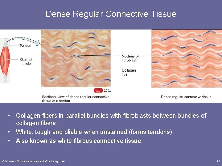 Dense Regular Connective Tissue • Collagen fibers in parallel bundles with fibroblasts between bundles