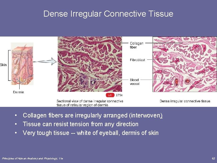 Dense Irregular Connective Tissue • Collagen fibers are irregularly arranged (interwoven) • Tissue can