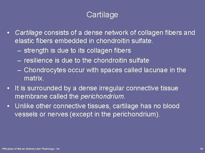 Cartilage • Cartilage consists of a dense network of collagen fibers and elastic fibers