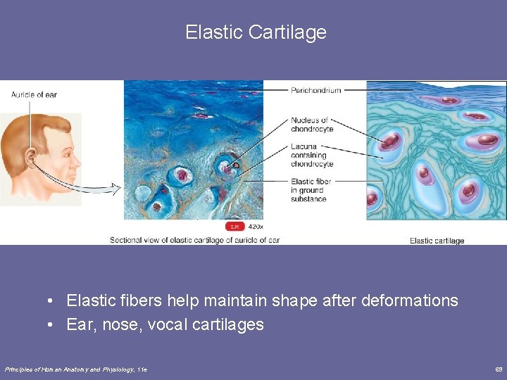 Elastic Cartilage • Elastic fibers help maintain shape after deformations • Ear, nose, vocal