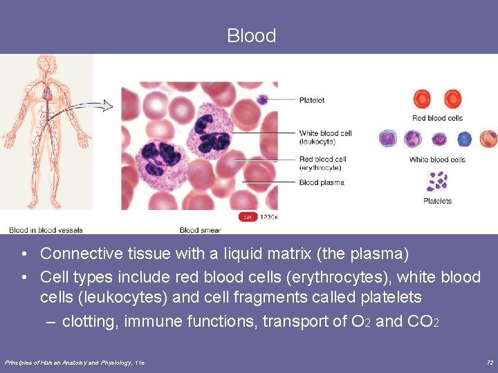Blood • Connective tissue with a liquid matrix (the plasma) • Cell types include