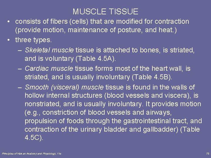 MUSCLE TISSUE • consists of fibers (cells) that are modified for contraction (provide motion,