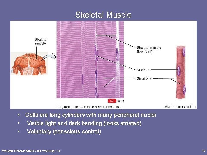 Skeletal Muscle • Cells are long cylinders with many peripheral nuclei • Visible light