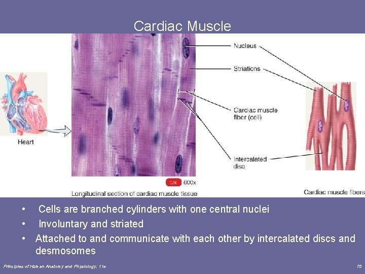 Cardiac Muscle • Cells are branched cylinders with one central nuclei • Involuntary and