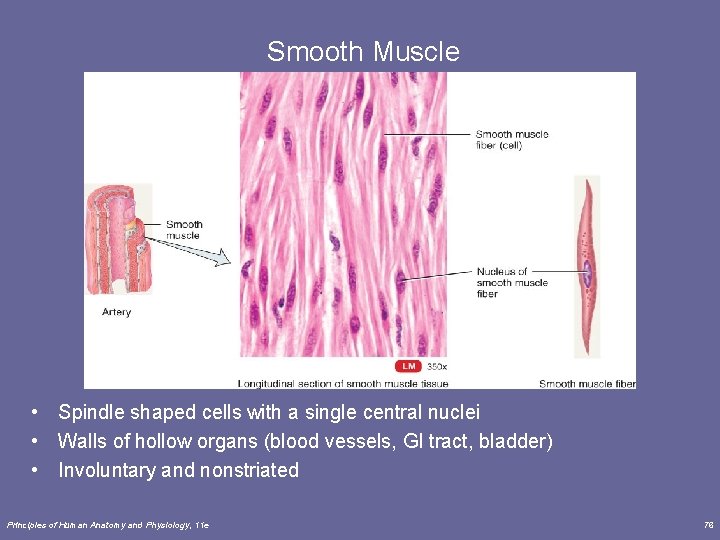 Smooth Muscle • Spindle shaped cells with a single central nuclei • Walls of