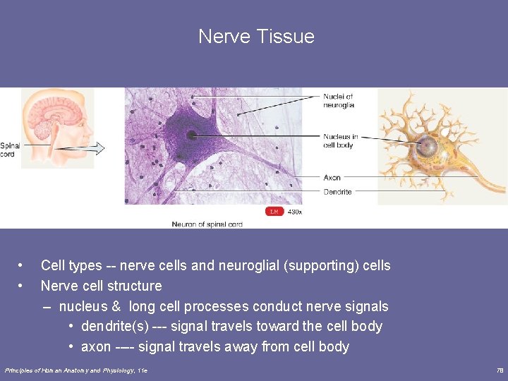 Nerve Tissue • • Cell types -- nerve cells and neuroglial (supporting) cells Nerve