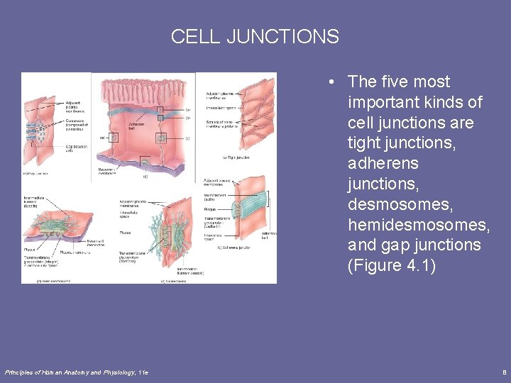 CELL JUNCTIONS • The five most important kinds of cell junctions are tight junctions,