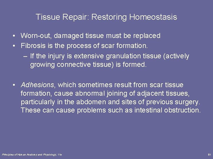 Tissue Repair: Restoring Homeostasis • Worn-out, damaged tissue must be replaced • Fibrosis is