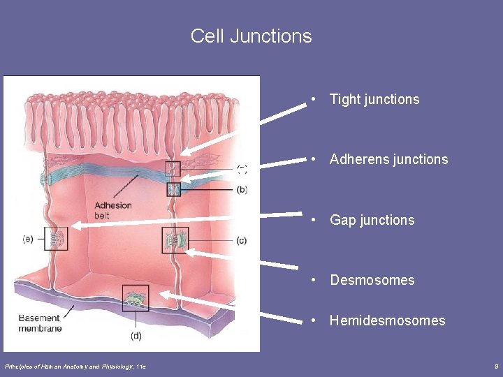 Cell Junctions • Tight junctions • Adherens junctions • Gap junctions • Desmosomes •