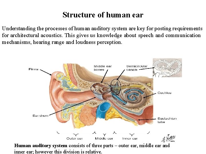 Structure of human ear Understanding the processes of human auditory system are key for